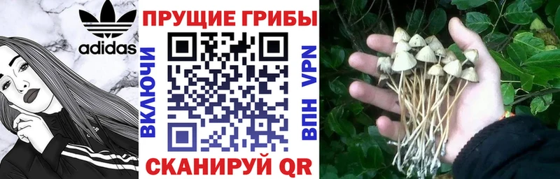 Купить закладки  Ува  Псилоцибиновые грибы GOLDEN TEACHER